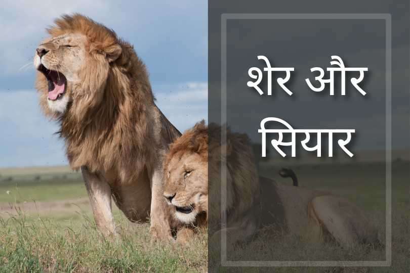 शेर और सियार